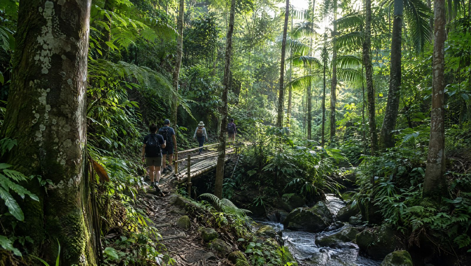 Forest trail with a bamboo bridge